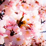 桜の開花は、お悩み事の始まり・・・