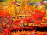 紅葉を求めて万座高原へ