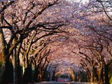 Spring　Scenery  -scene/01
