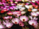Spring Scenery-scene/03