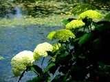 水辺のGarden Resort ＃02
