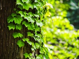 井の頭公園、開園100周年を目前にして