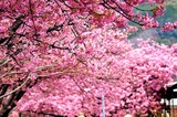 花のある美しい季節を迎えましたね・・