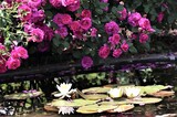 薔薇と水辺の睡蓮と・・