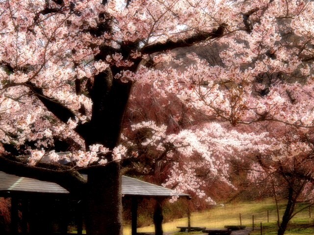 2012.0403.JPG