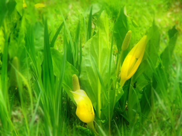 2012.05103.JPG