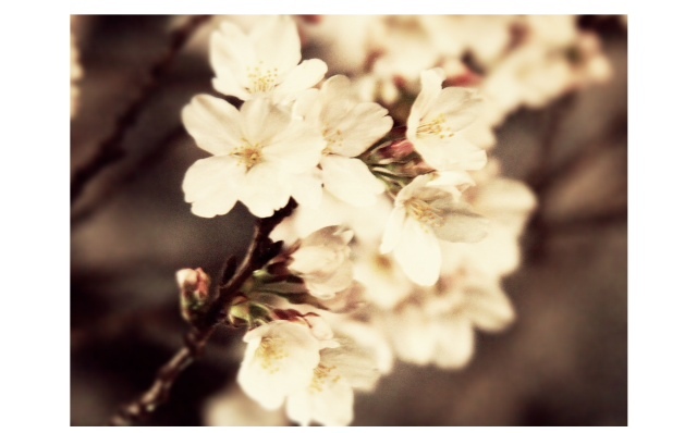 2013032301.JPG