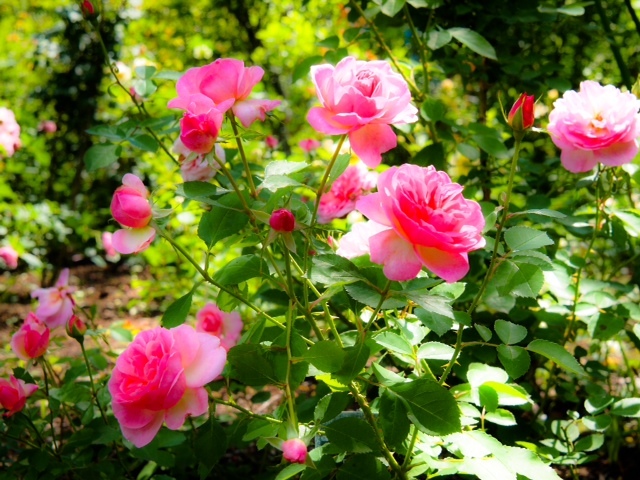 2014.070205.JPG
