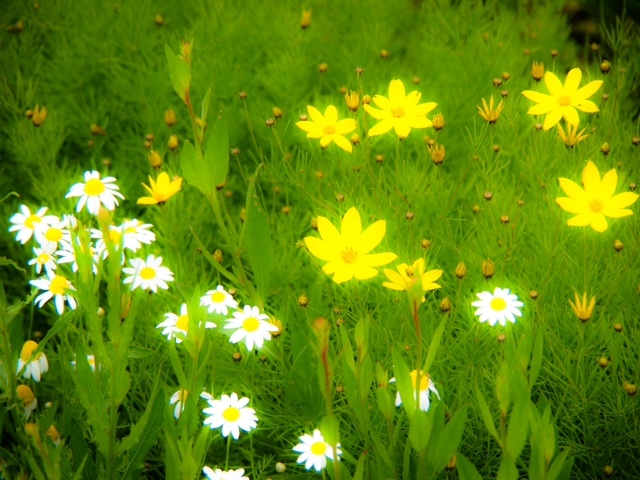 2015070302.JPG