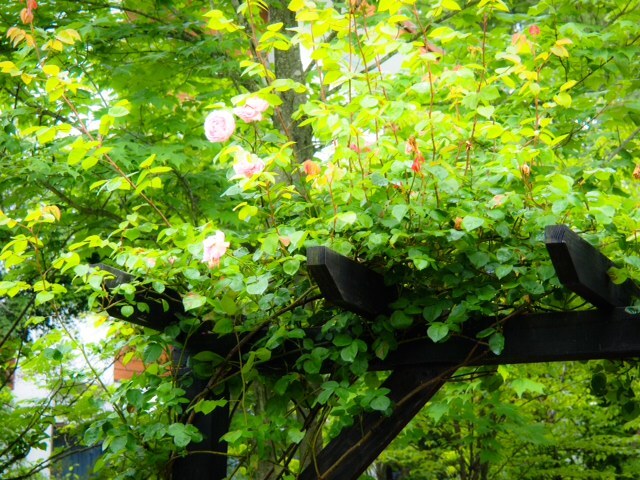 2015070304.JPG