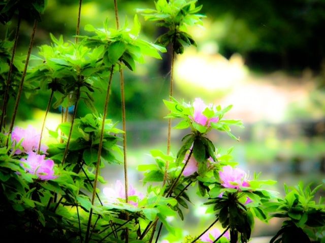 2016042802.JPG