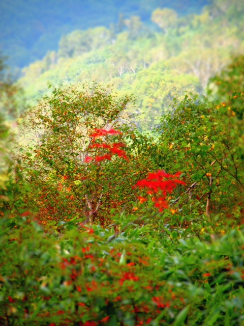 n06_2.JPG